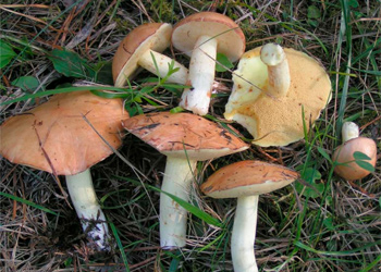 С прилавков благовещенских рынков исчезли грибы