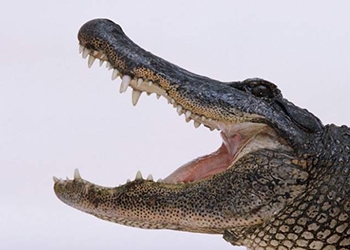 В национальном парке крокодил убил гольфиста