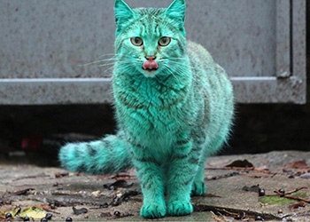По Болгарии гуляет зеленая кошка