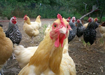Предприниматель «угнал» у Россельхознадзора три тонны конфискованной курицы