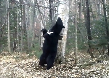 В приморском нацпарке засняли «танцующего» с деревом медведя (видео)