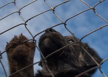 Благовещенские зоозащитники хотят заниматься отловом и содержанием безнадзорных кошек и собак