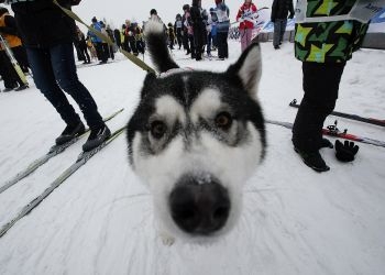 Зрителей благовещенской «Лыжни-2015» прокатят на собачьих упряжках