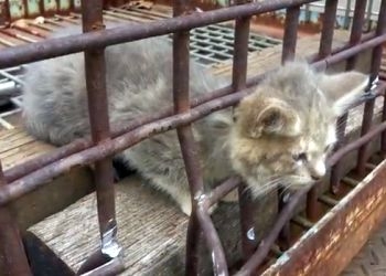 Белогорские спасатели вытащили кошку, застрявшую в решетке подвала