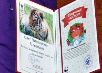 Губернатор Амурской области получил паспорт тигра
