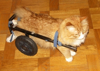 Благовещенцы собирают деньги на инвалидную коляску для котенка