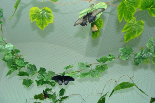 В краеведческом музее Благовещенска в первый день весны запорхали бабочки  