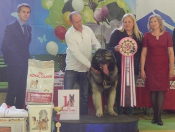 Кавказская овчарка из Усть-Ивановки признана лучшей из 264 собак