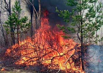 С начала года в Приамурье потушили 83 лесных пожара