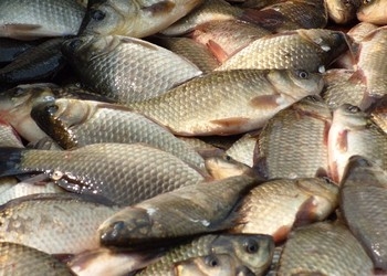 Комиссия по ЧС решит вопрос о начале рыбалки в Приамурье