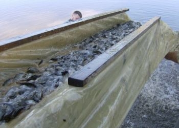 В Амур и Уссури китайские рыбоводы выпустили два миллиона мальков кеты