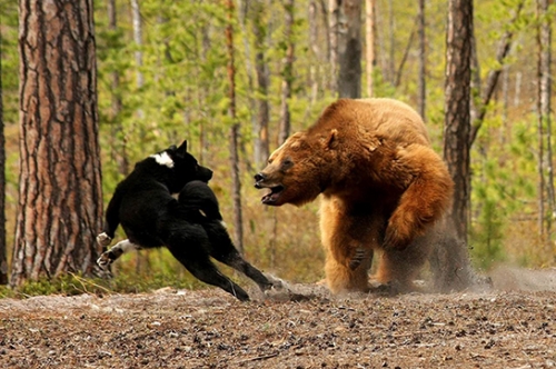 Охотоведы: «Спровоцировать нападение медведя на жительницу Тынды могла собака»