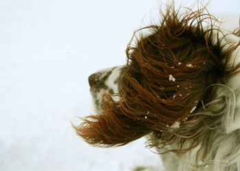 В Приамурье снова ветрено: ожидаются порывы до 20 метров в секунду