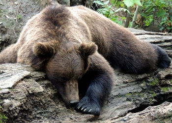 В Тынде застрелили еще одного медведя