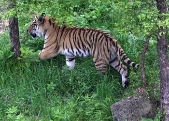 Президентский тигр Борис бродил около села Беляковка Октябрьского района