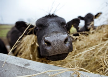 В Приамурье сделают упор на развитие молочного животноводства