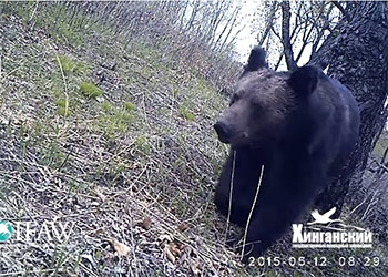 В Хинганском заповеднике медведь поправил камеру фотоловушки
