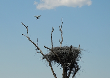 В Приамурье аисты свили 32 гнезда