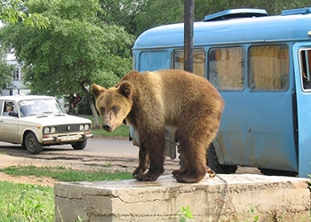 В Южно-Сахалинске возле торгового центра гулял медведь