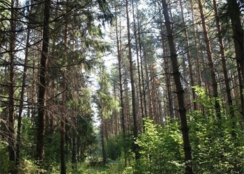 В Сковородинском районе потушили леса