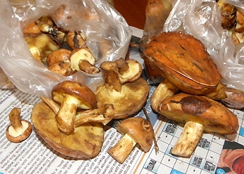 В Приамурье грибной неурожай              