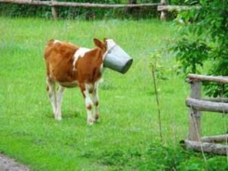 Британские СМИ написали, что в России коров будут кормить дорогими сырами