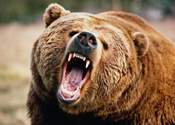 На Камчатке медведь напал на группу туристов 
