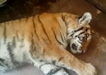 В Приморском крае возбуждено уголовное дело по факту убийства амурского тигра