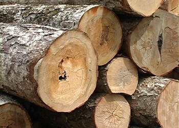 Житель Хабаровского края незаконно вырубил лес на 9 миллионов рублей