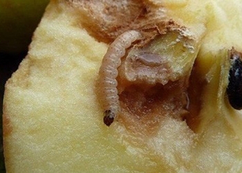 В Благовещенск из Китая завезли фрукты с «начинкой»
