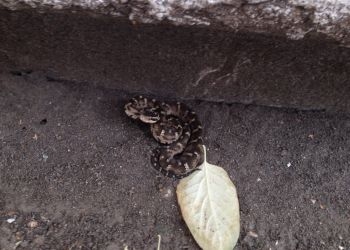 Змея, найденная около благовещенского ОКЦ, оказалась щитомордником