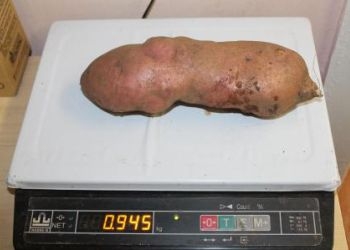 Жительница Зеи вырастила на своем участке гигантский клубень картофеля