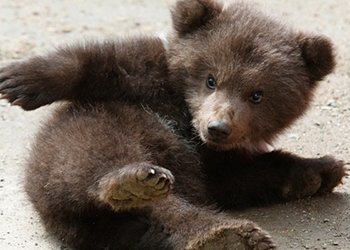 Во дворе частного дома в Приморском крае обнаружили медвежонка