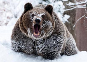 В Хабаровском крае медведь задрал охотника