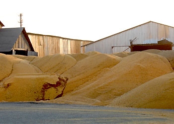 Амурские аграрии планируют намолотить более миллиона тонн сои