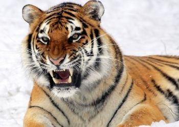 Амурский тигр напал на охотника в Приморье