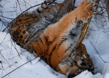 В Приморье нашли очередного тигренка-сироту 