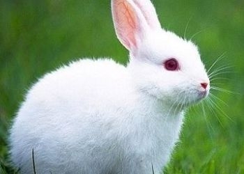 В Сибири нашли останки древнего кролика 