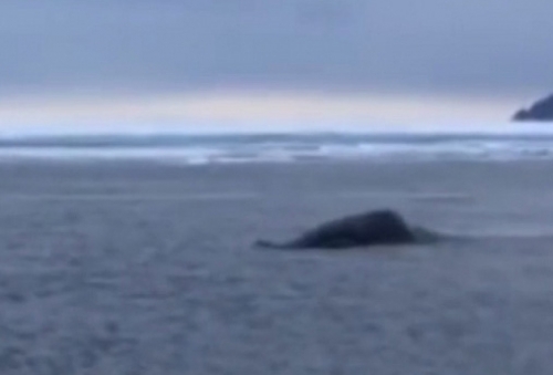 К жителям Магадана заглянул в гости гренландский кит