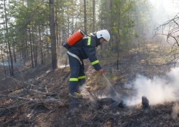 Охранять леса в ДФО будут 19 тысяч добровольцев