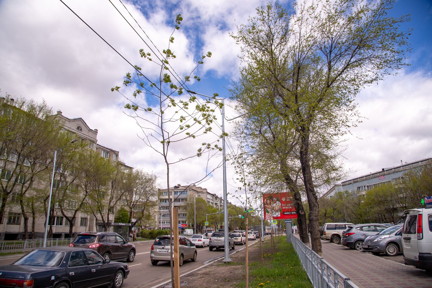 За два года в городах и селах Приамурья спилят 11,5 тысячи сухих деревьев