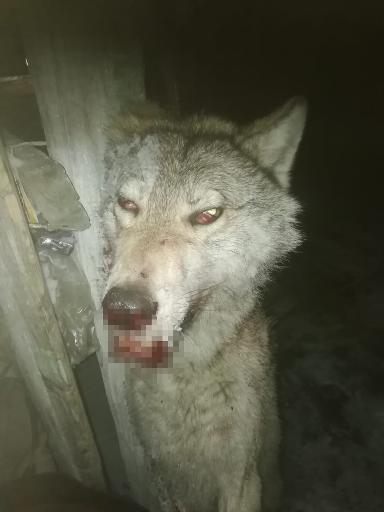 Волк напал на людей в Михайловском районе | 13.03.2019 | Благовещенск -  БезФормата