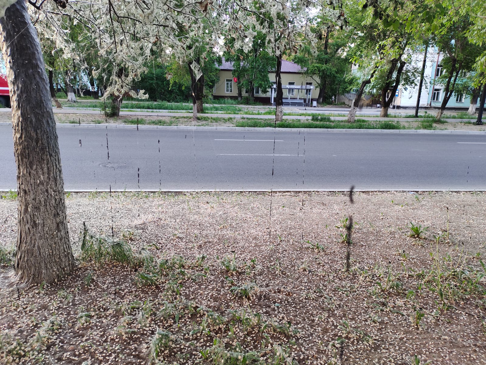 В центре Благовещенска с дерева гроздьями падают гусеницы