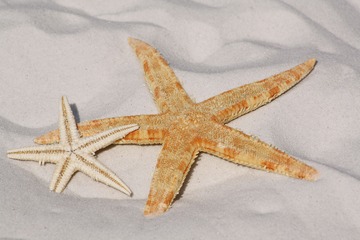 Приморские ученые намерены использовать морских звезд в борьбе с раком