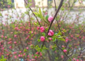 В Приамурье придет тепло и прогремят грозы