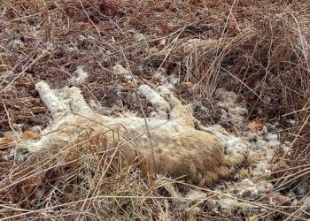 Житель Архаринского района решил, что обнаружил останки тигра