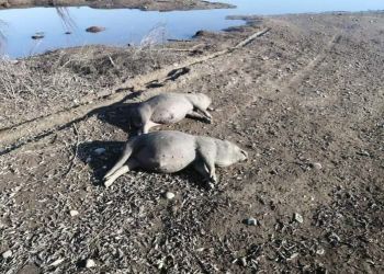 Туши вьетнамских свиней обнаружили на берегу Зеи под Благовещенском