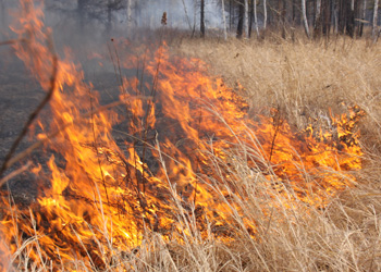 Природный пожар тушат в 5 километрах от амурской Воскресеновки