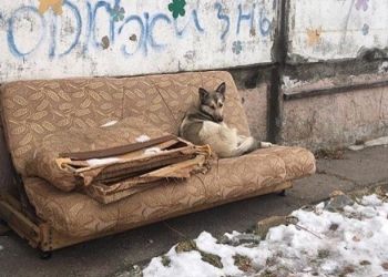Василий Орлов раскритиковал закон, регулирующий содержание бездомных собак