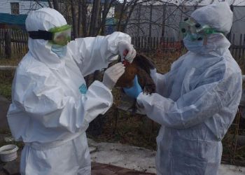 Птичий грипп зафиксировали в Амурской области